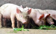 豬的生飼方式與方法，用生料喂豬注意事項(xiàng)