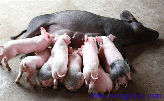 營(yíng)養(yǎng)不良造成的無乳癥