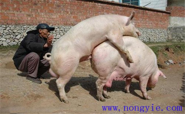 加強飼養(yǎng)管理，保證配種質(zhì)量