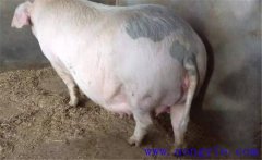 妊娠母豬夏季為什么流產(chǎn)多，妊娠母豬如何度夏