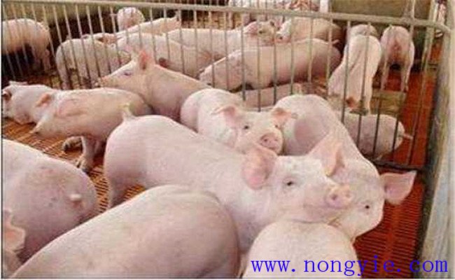 怎樣購(gòu)買(mǎi)母豬，要注意哪些問(wèn)題