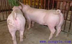 母豬產(chǎn)科疾病的癥狀表現(xiàn)、發(fā)病原因及治療方法