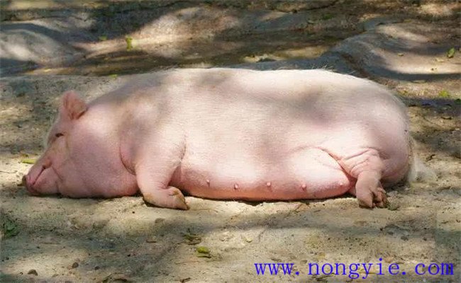 母豬產(chǎn)程過(guò)長(zhǎng)的原因是什么