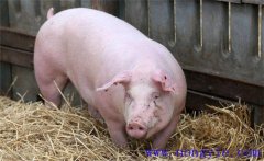 夏季母豬如何加強飼養(yǎng)管理，預(yù)防發(fā)生應(yīng)激反應(yīng)