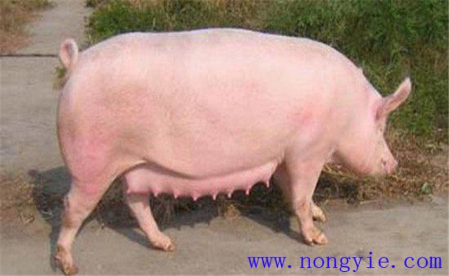 調(diào)整飼料，加強飼養(yǎng)管理