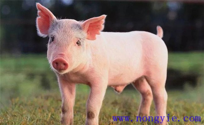 如何管理好哺乳仔豬