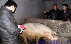 加強(qiáng)選種適配，提高二元雜交母豬產(chǎn)仔數(shù)的方法