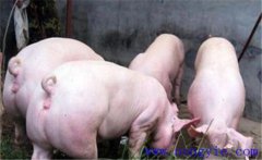 怎樣管理后備母豬？以下四點要把握好！