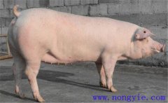 如何給子豬斷奶后的空懷母豬催情？