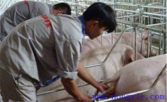 母豬子宮內(nèi)膜炎的預(yù)防措施有哪些