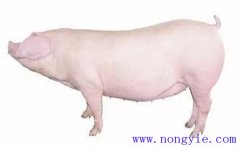 怎樣選擇后備母豬？挑選后備母豬的技術(shù)要點