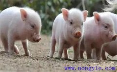 如何治療斷奶仔豬應(yīng)激性腹瀉，發(fā)病原因是什么