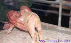 如何預(yù)防與治療仔豬紅痢、仔豬黃痢與仔豬白痢