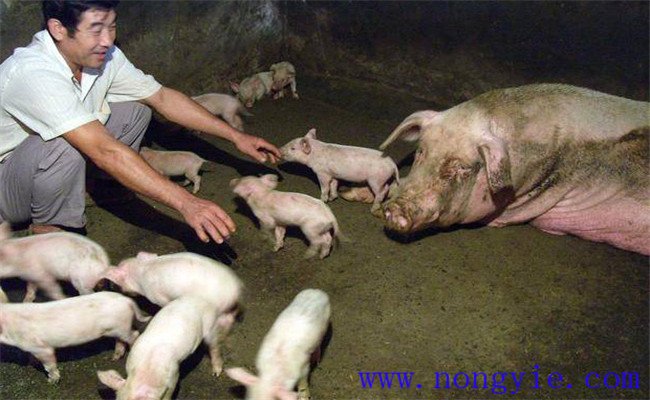 假死仔豬急救的十大方法，新生仔豬假死怎么辦