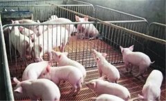 如何治療仔豬白痢？中草藥治療豬白痢十大方法