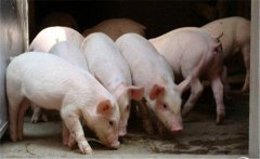 怎樣挑選仔豬，購買仔豬需要注意什么？