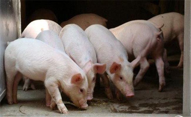 怎樣挑選仔豬，購(gòu)買仔豬需要