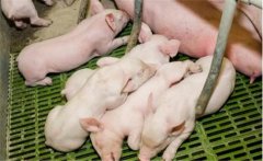 仔豬白痢的治療與預(yù)防，仔豬新生期下痢新療法