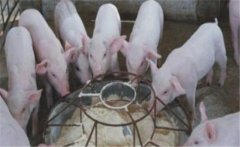 仔豬斷奶應(yīng)激如何預(yù)防，絕食仔豬怎樣進(jìn)行挽救