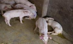 仔豬腹瀉原因是什么，仔豬腹瀉有哪些類型？