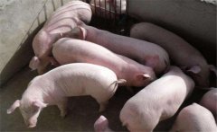 仔豬水腫病如何治療？仔豬水腫病的流行特征