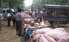 外購仔豬入欄前的準(zhǔn)備 仔豬購入后要注意什么？