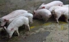 秋冬季節(jié)仔豬下痢的主要原因是什么？