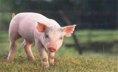 怎樣增加有益微生物菌群、保護(hù)仔豬腸道