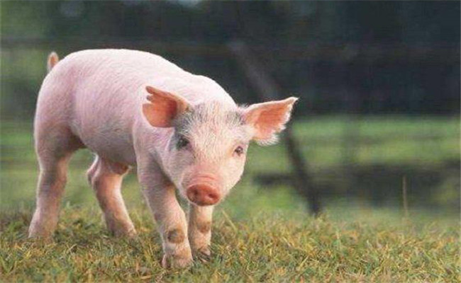 怎樣增加有益微生物菌群、保護(hù)仔豬腸道