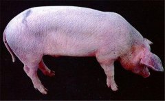 豬藍(lán)耳病有哪些癥狀 高致病性藍(lán)耳病傳染人嗎？