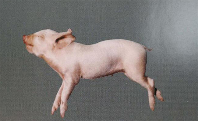 豬李氏桿菌病的流行特點(diǎn)、臨床癥狀與防治方法