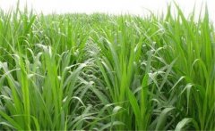 如何用牧草喂養(yǎng)畜禽？畜禽飼養(yǎng)中牧草的選用