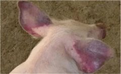 豬“藍(lán)耳病”是一種什么病，如何防治