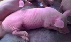 乳豬嘔吐是怎么回事？如何防治未斷奶乳豬嘔吐