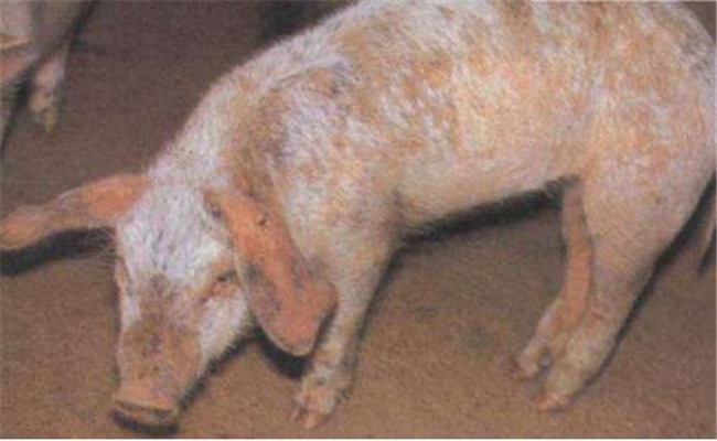 豬場(chǎng)寄生蟲(chóng)的藥物選擇