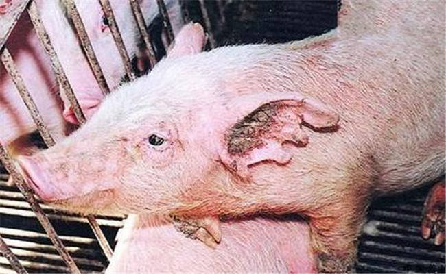 豬場(chǎng)寄生蟲(chóng)防治方法與預(yù)防措施