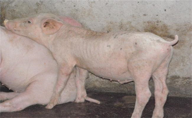 豬場(chǎng)寄生蟲(chóng)的劑型與劑量