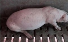 如何防治豬便秘？豬便秘的發(fā)病原因和主要癥狀