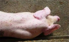 豬弓形蟲(chóng)病治療方法，治療豬弓形病的注意事項(xiàng)