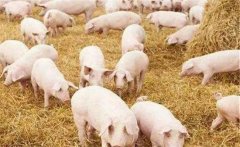 提高豬瘟免疫合格率，克服免疫效果不佳的措施