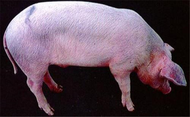 藍耳病應(yīng)該在何時注射才能取得好的效果