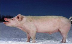 豬喘氣病的兩種類型簡介，豬氣喘病的防治措施