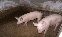 豬破傷風(fēng)的癥狀表現(xiàn)有哪些，怎樣防治豬破傷風(fēng)