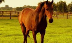 馬、驢、騾子的區(qū)別