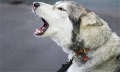 怎樣判斷母狗是否發(fā)情，以確定合適的配種日期