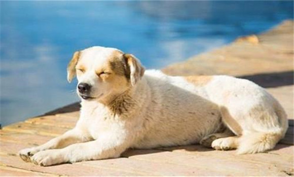 怎樣養(yǎng)好老齡犬，養(yǎng)殖老齡犬應(yīng)注意哪些問(wèn)題