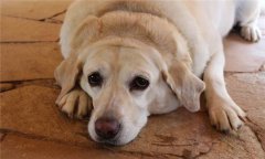 母狗異常發(fā)情有哪種類，應(yīng)如何處理？