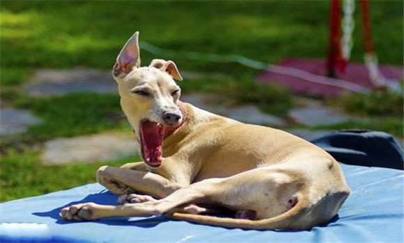 合理配置、增加狗的營養(yǎng)水平