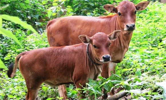 家畜青草搐搦的發(fā)病原因、預防方法與治療方法