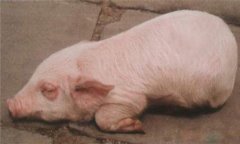 豬水腫、鏈球菌、偽狂犬的鑒別診斷及防治方法